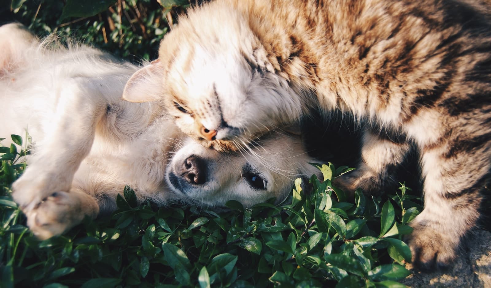 A foster dog and cat cuddling together on the grass in the sun
