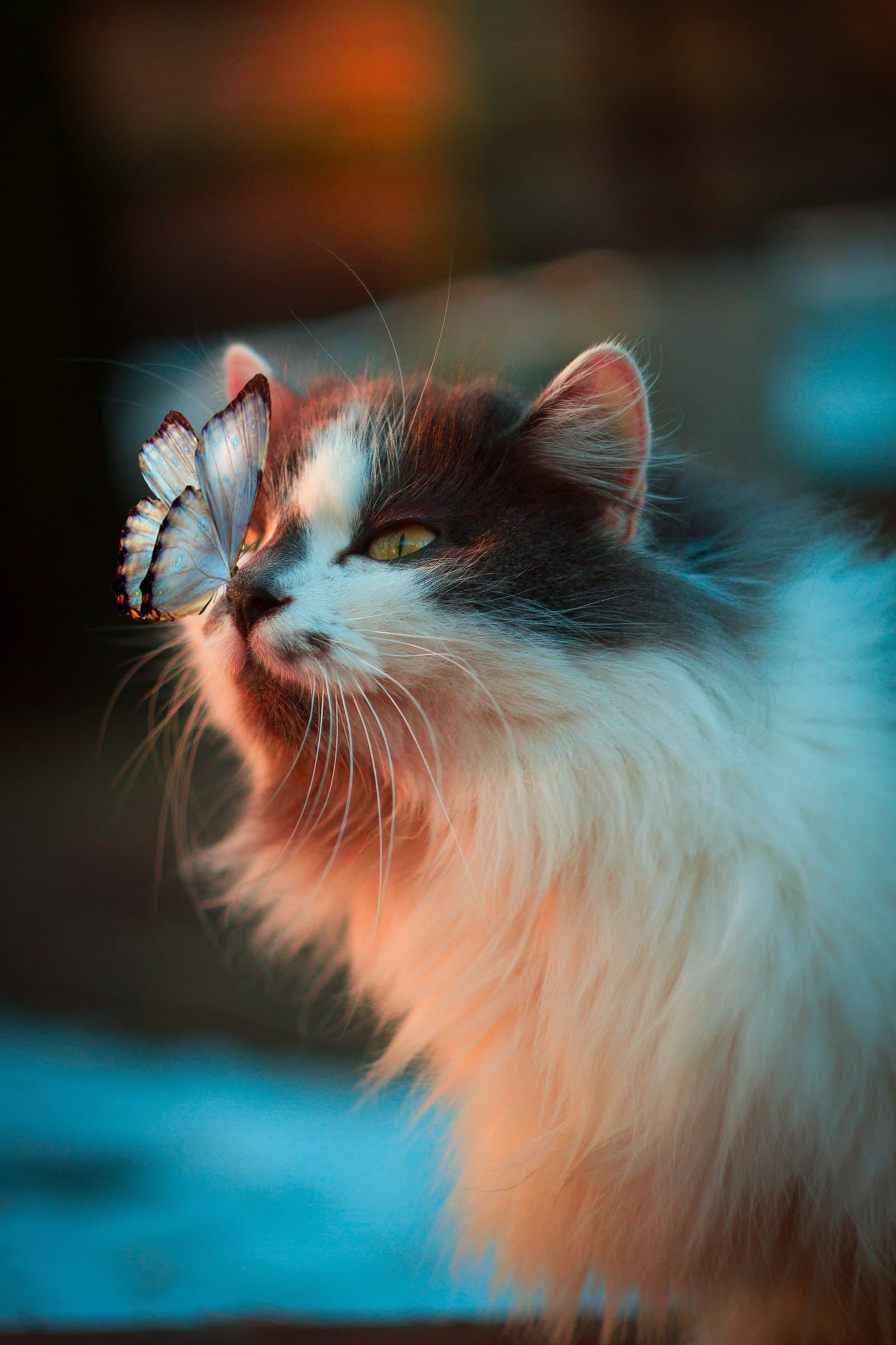 A fluffy rescued cat with a butterfly resting on its nose