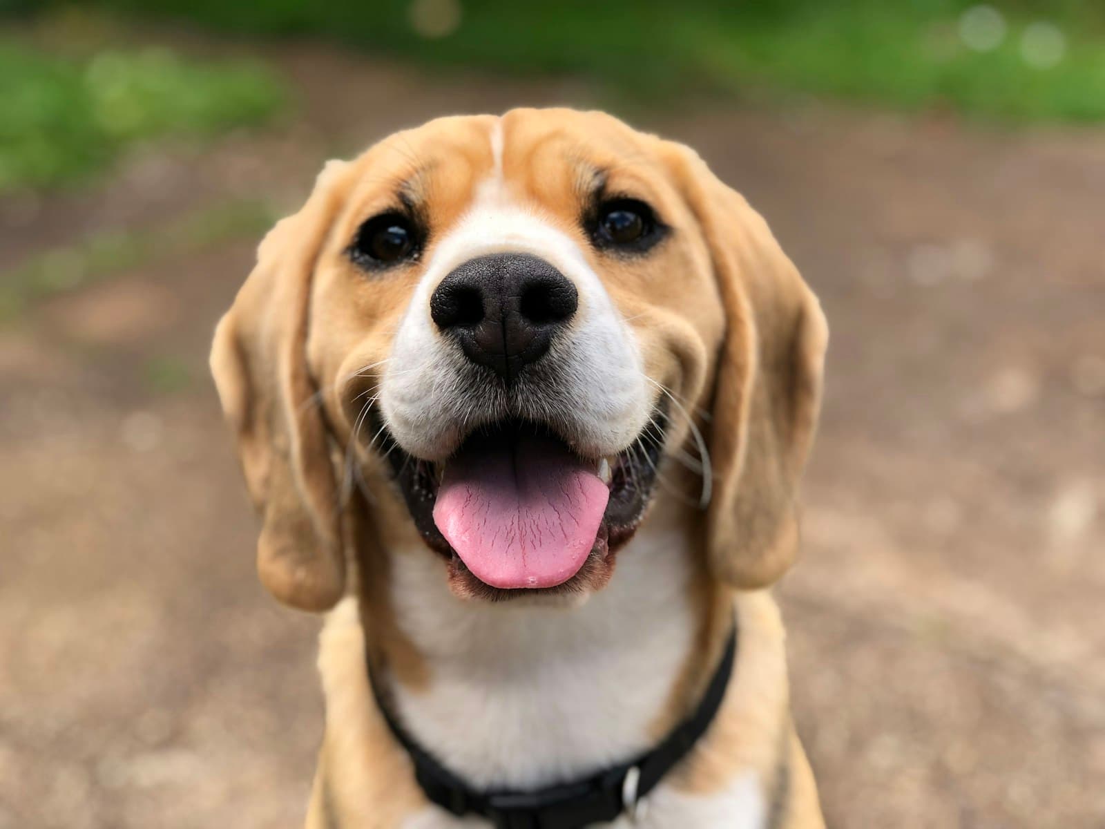 Biscuit, a beagle cross of 3 years