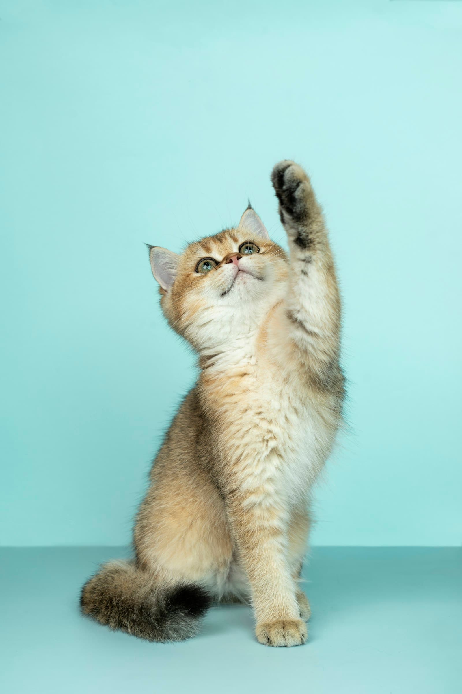 Butter, a domestic shorthair (golden) of 10 weeks
