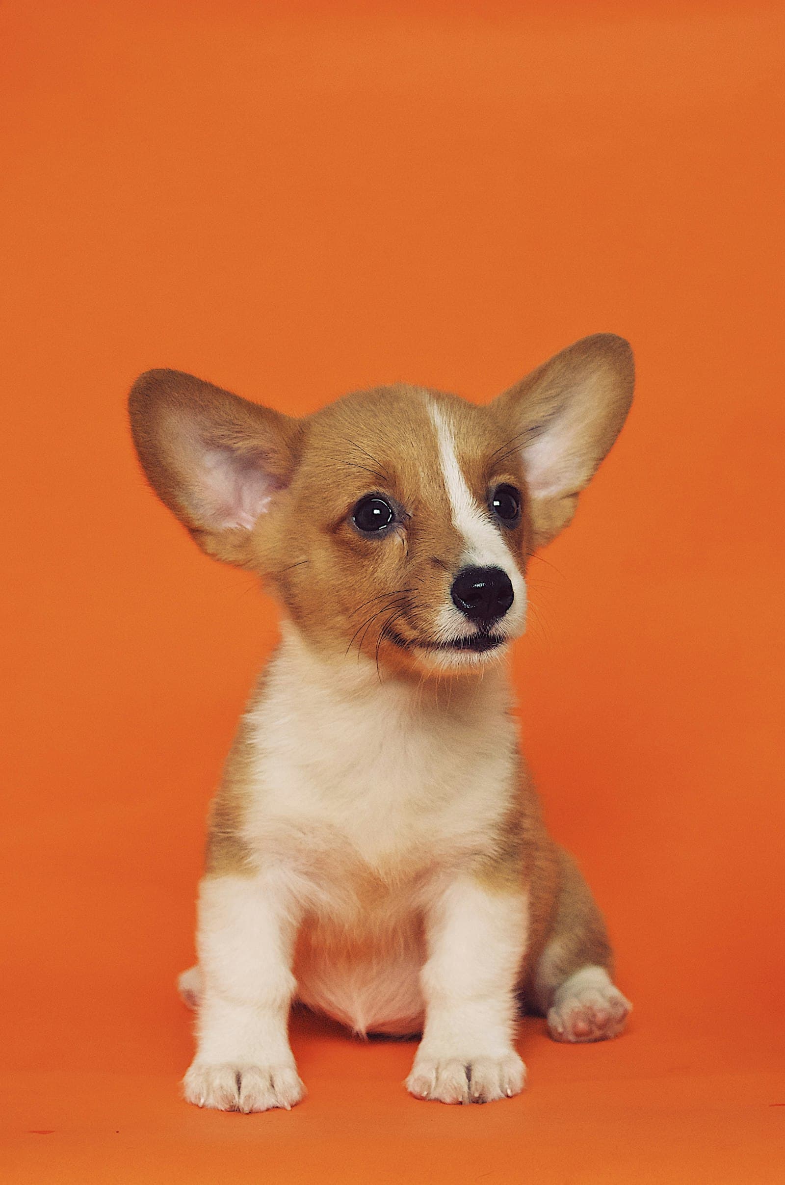 Chippie, a corgi cross of 4 months