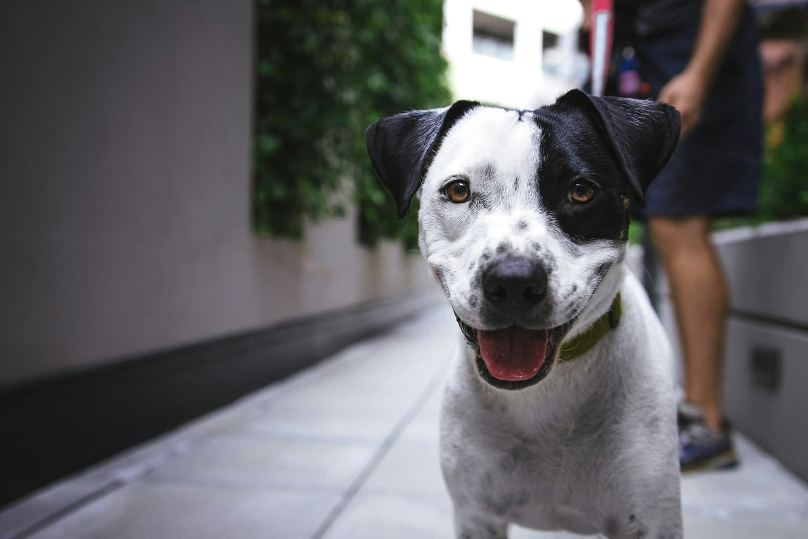 Duke, a staffie cross of 5 years