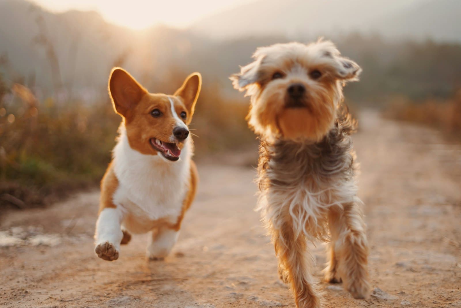 Two rescued dogs running down a farm road in golden evening light