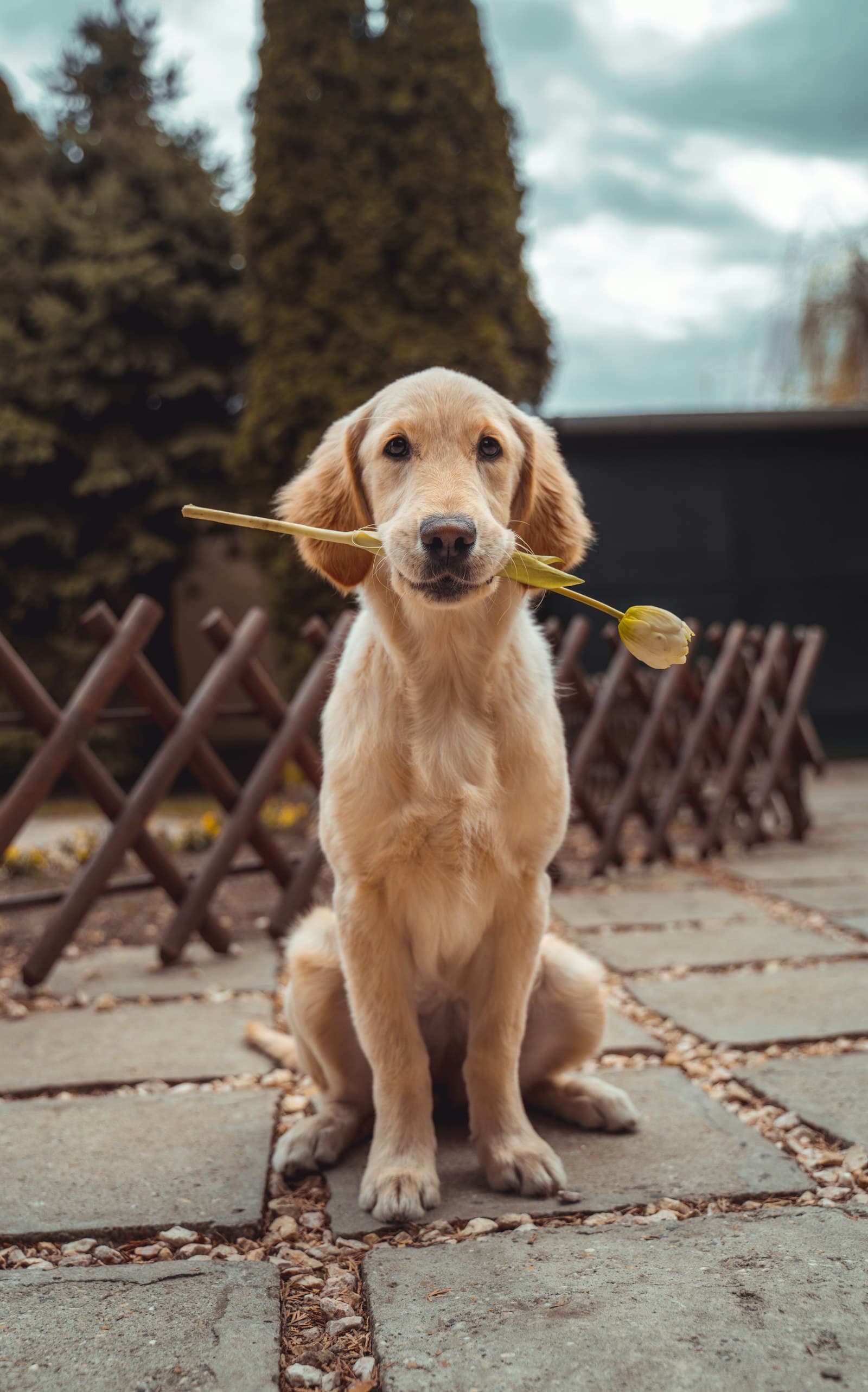 Lady, a golden retriever cross of 10 months