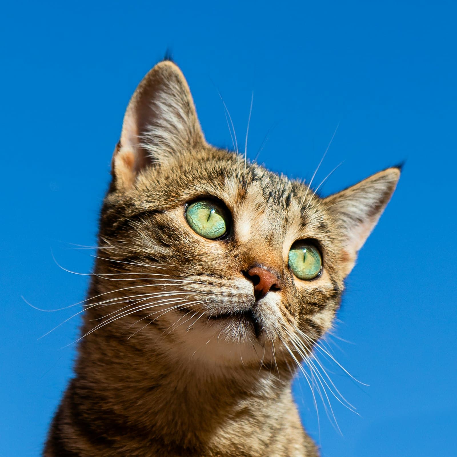 Mila, a domestic shorthair (tabby) of 1 year