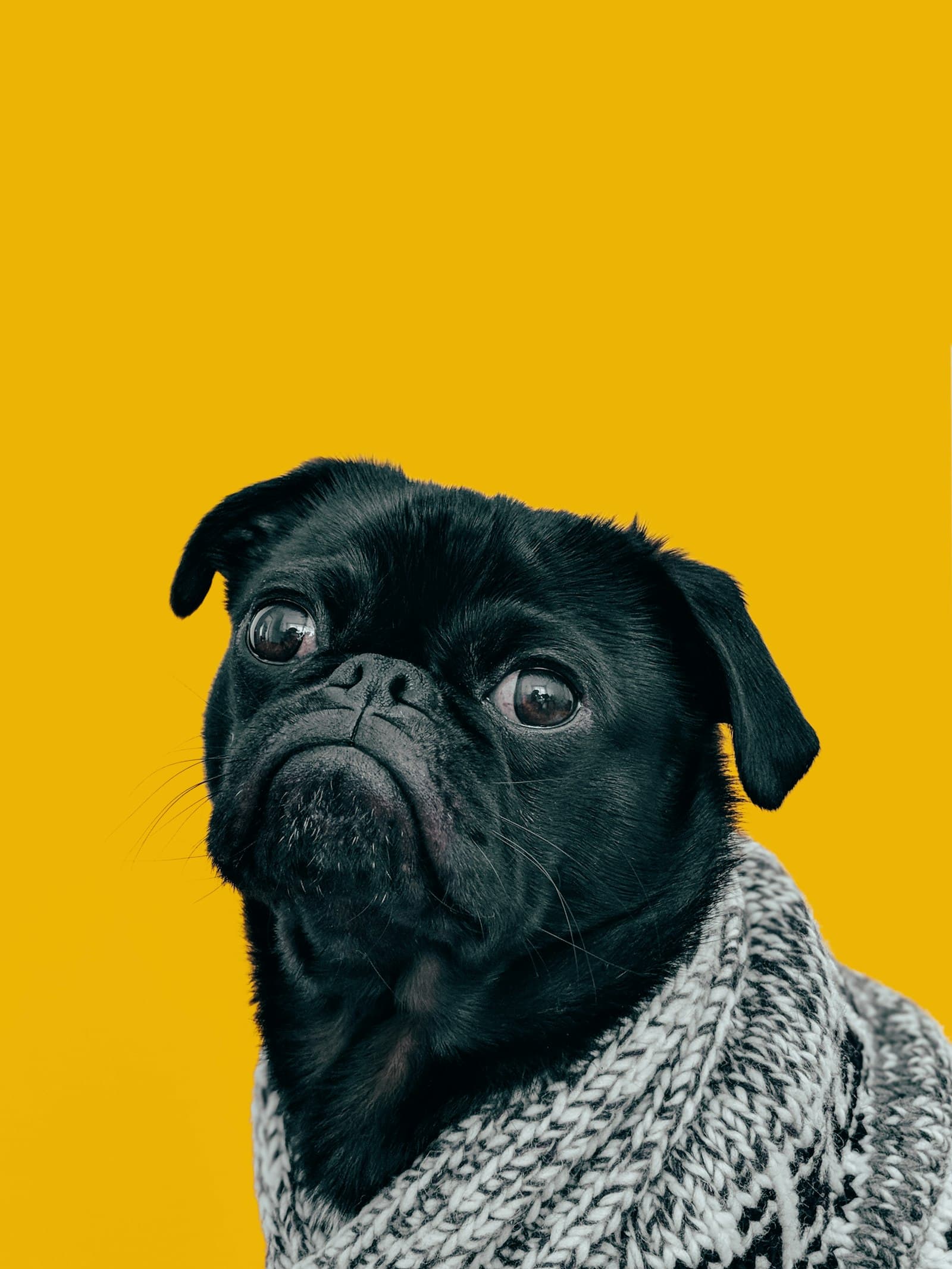 Oupa Joe, a pug cross of 9 years