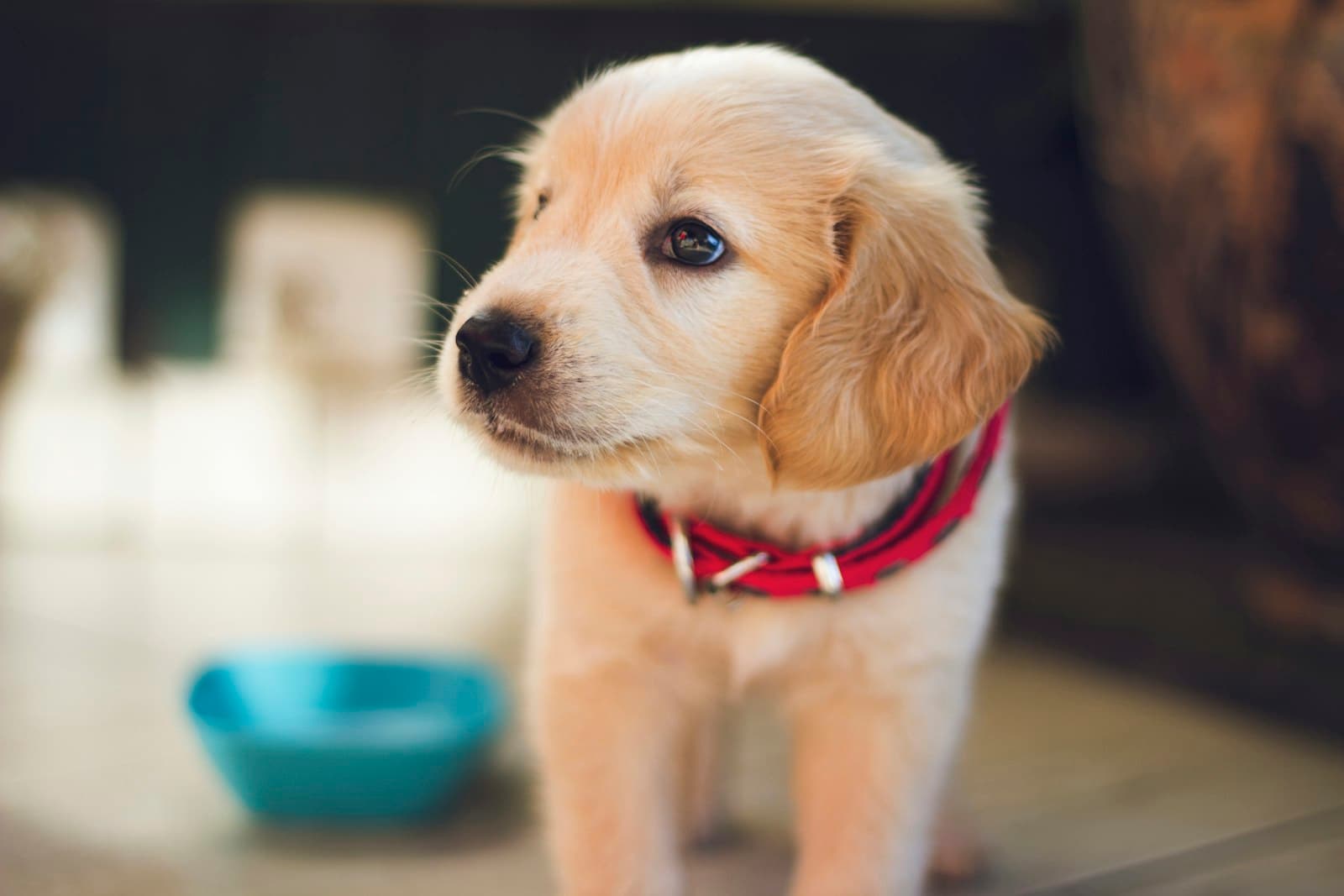 Peanut, a golden retriever cross of 3 months