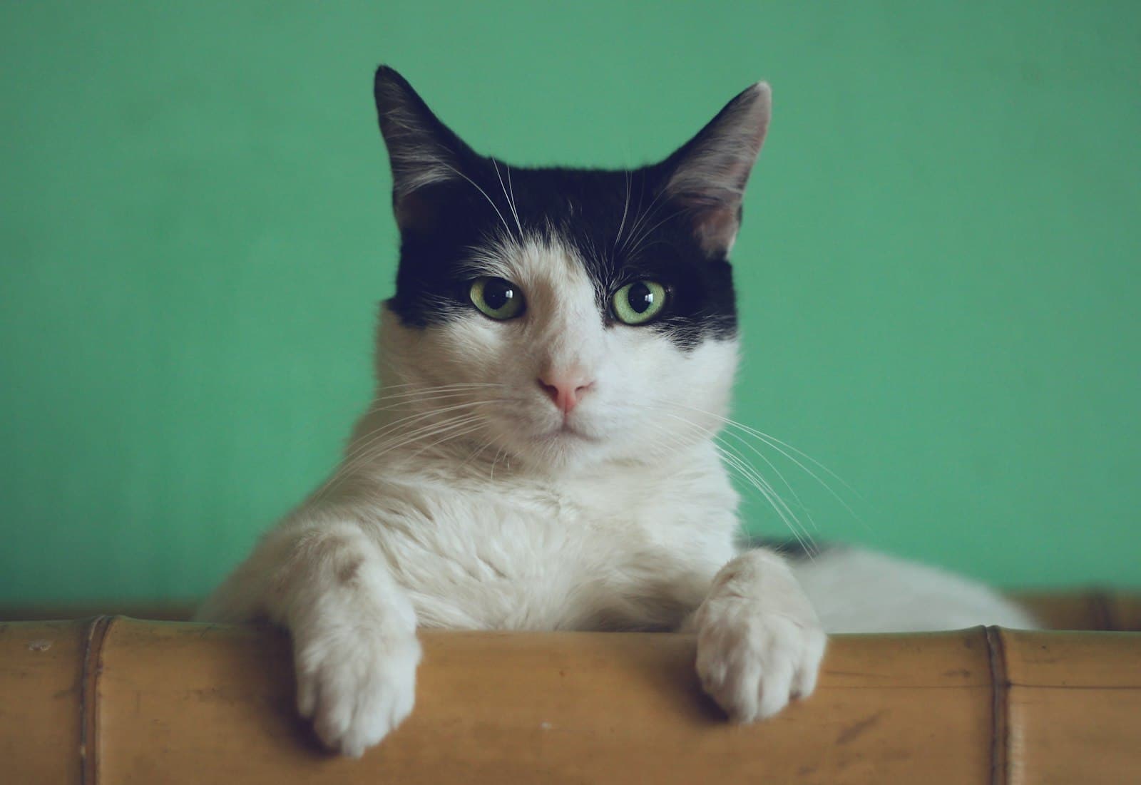 Pikkewyn, a domestic shorthair (tuxedo) of 3 years