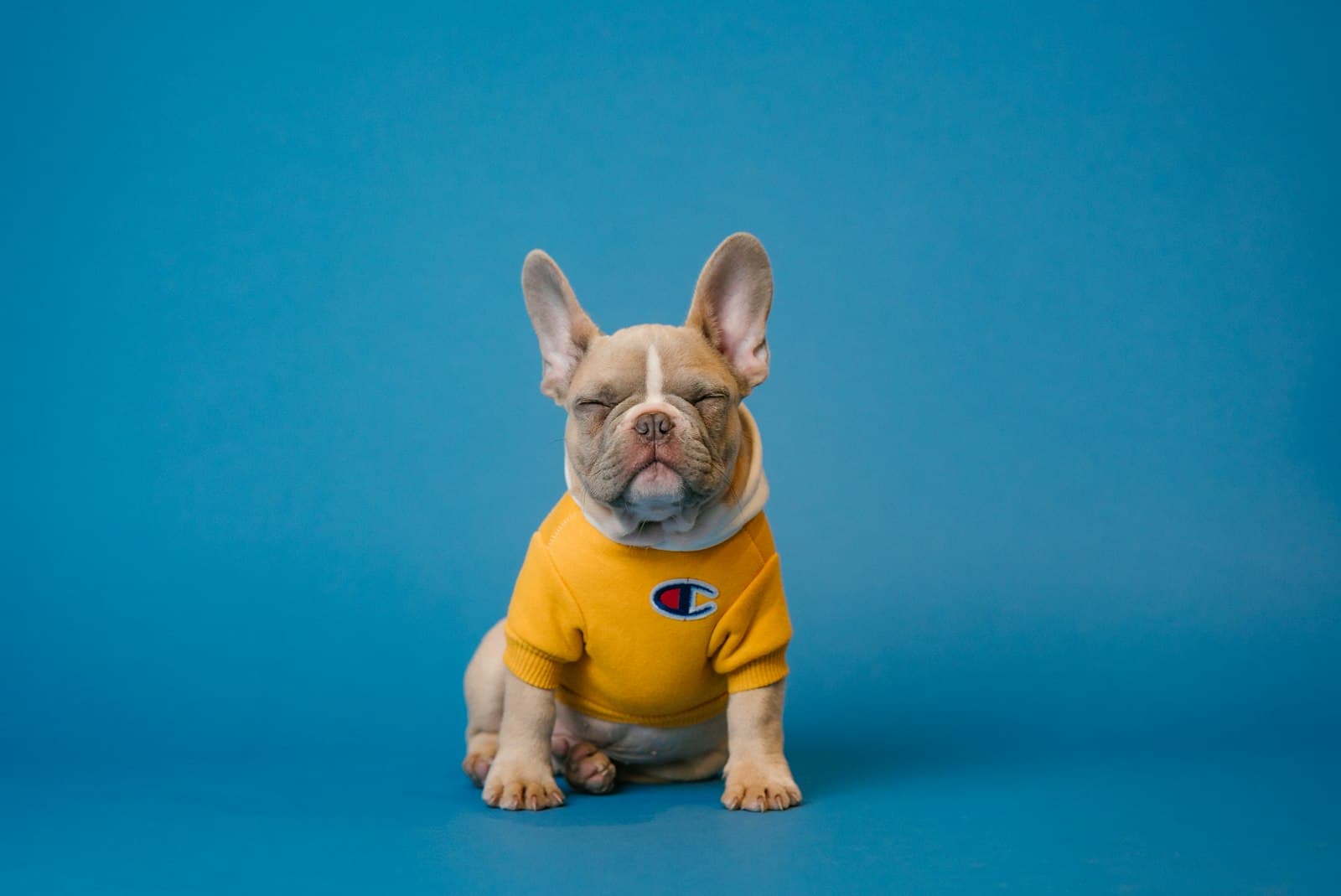 Pretzel, a french bulldog cross of 1 year