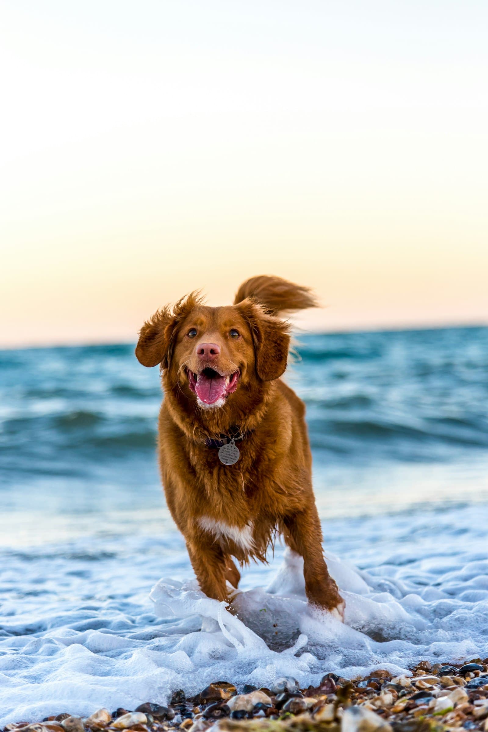 Rusty, a retriever cross of 18 months