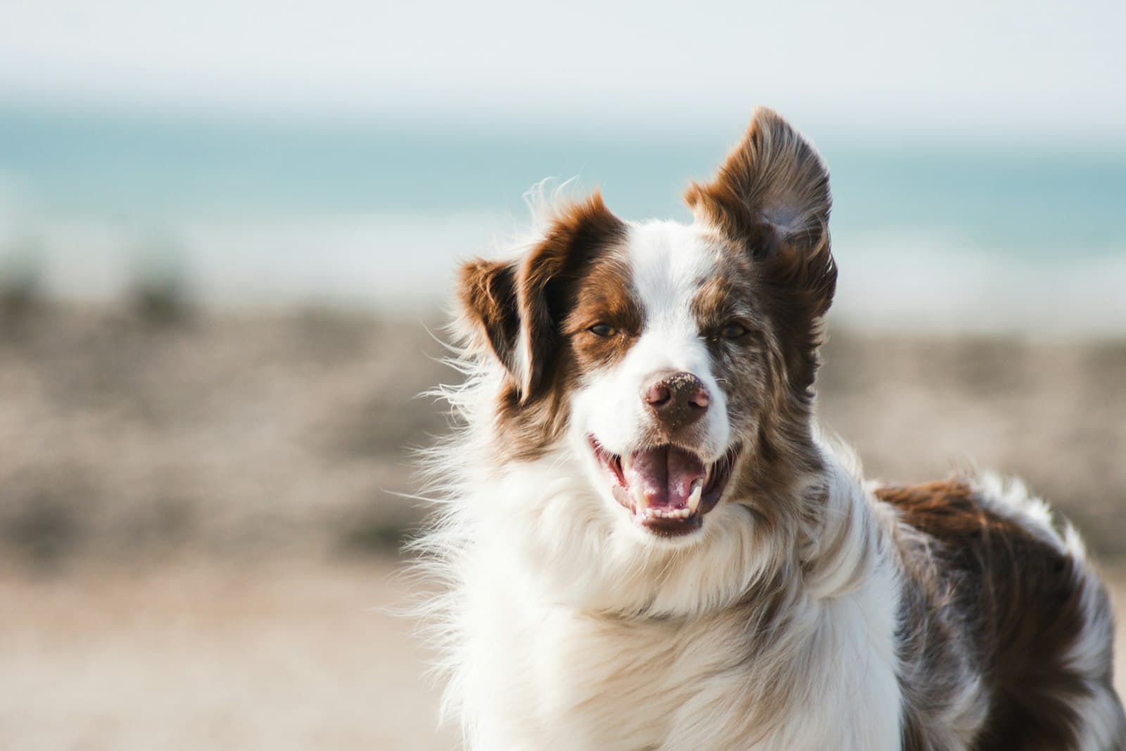 Storm, a border collie cross of 2 years