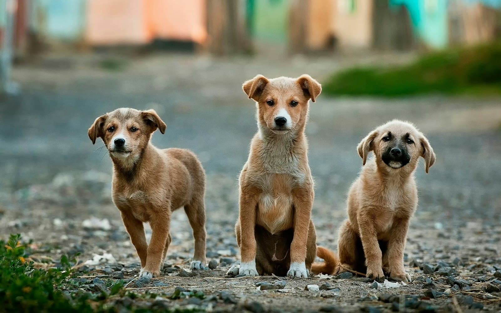 Three street puppies sitting together on a gravel road