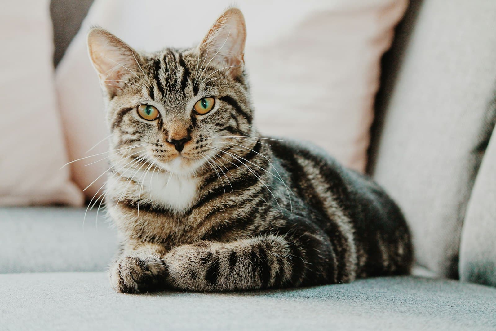 Tiger, a domestic shorthair (tabby) of 2 years