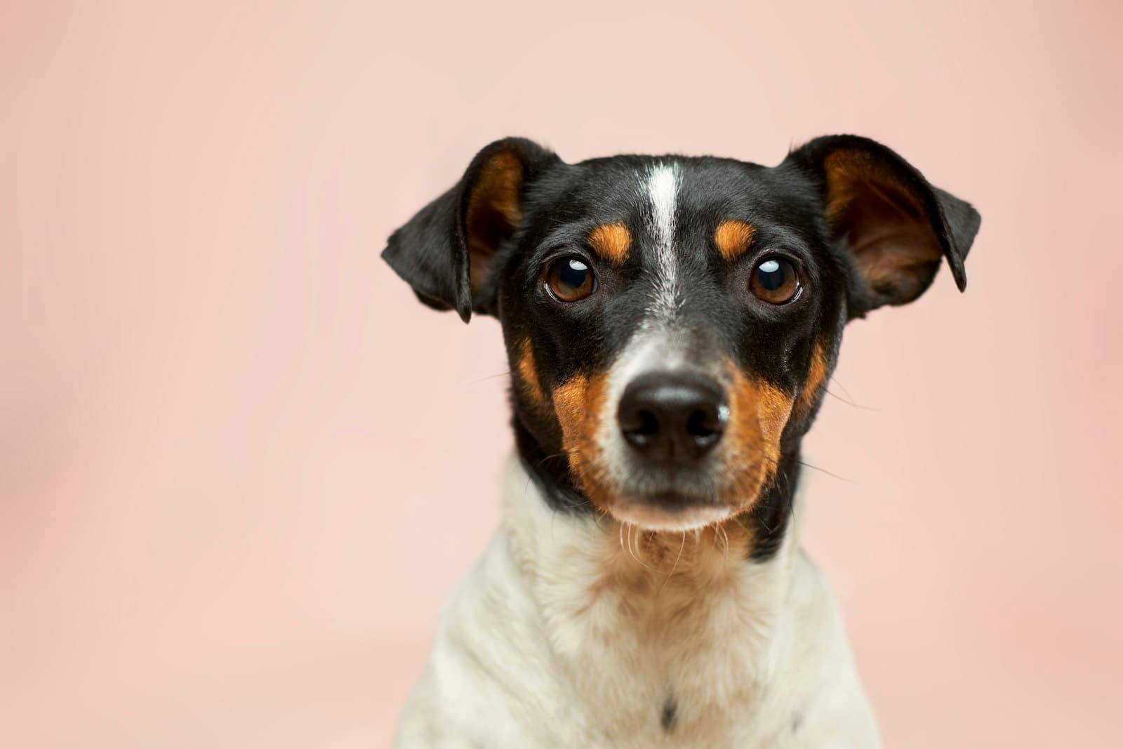 Vinnie, a jack russell terrier of 4 years